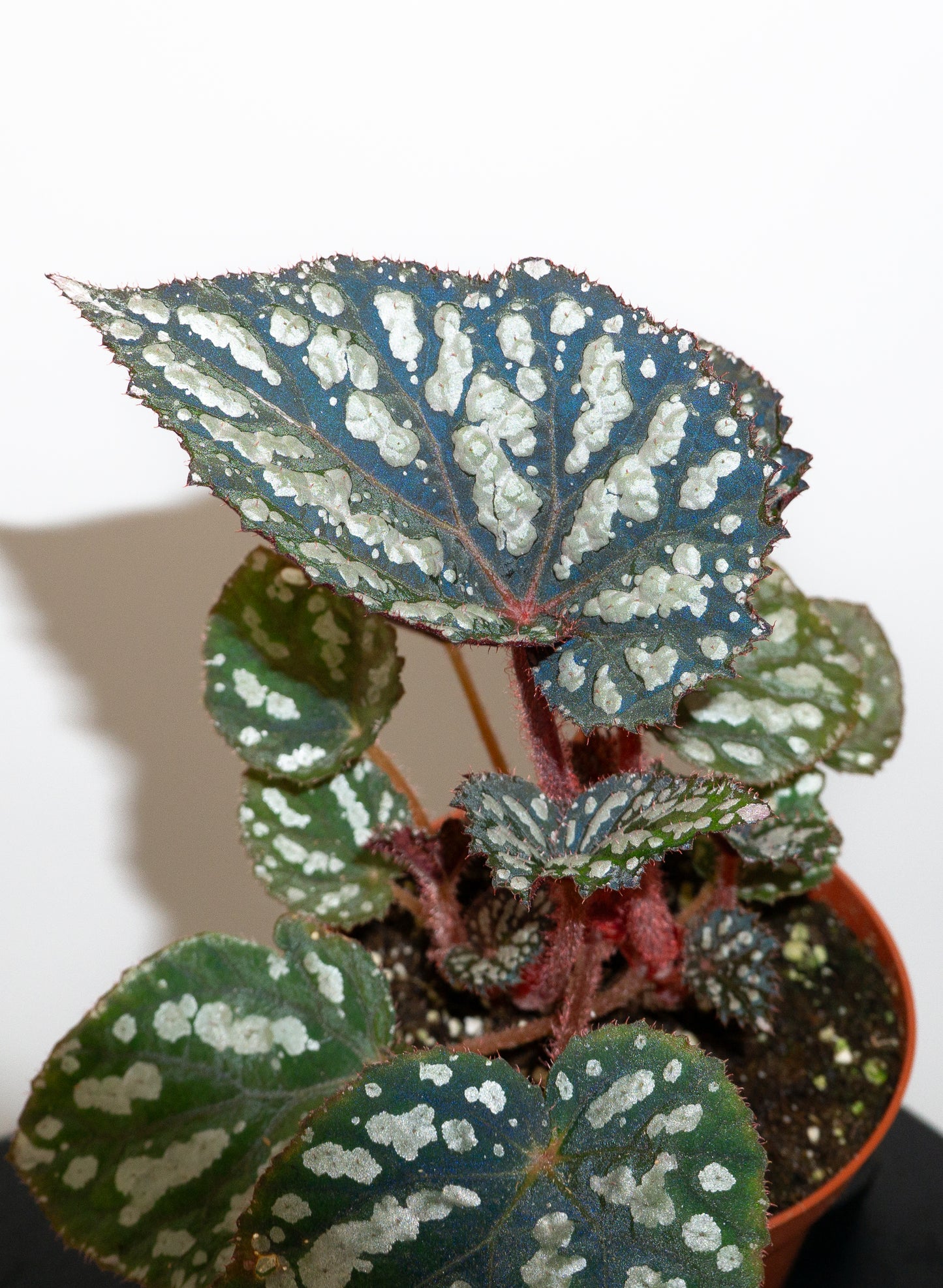Begonia 'Betsy Blue'  *Growers Choice*