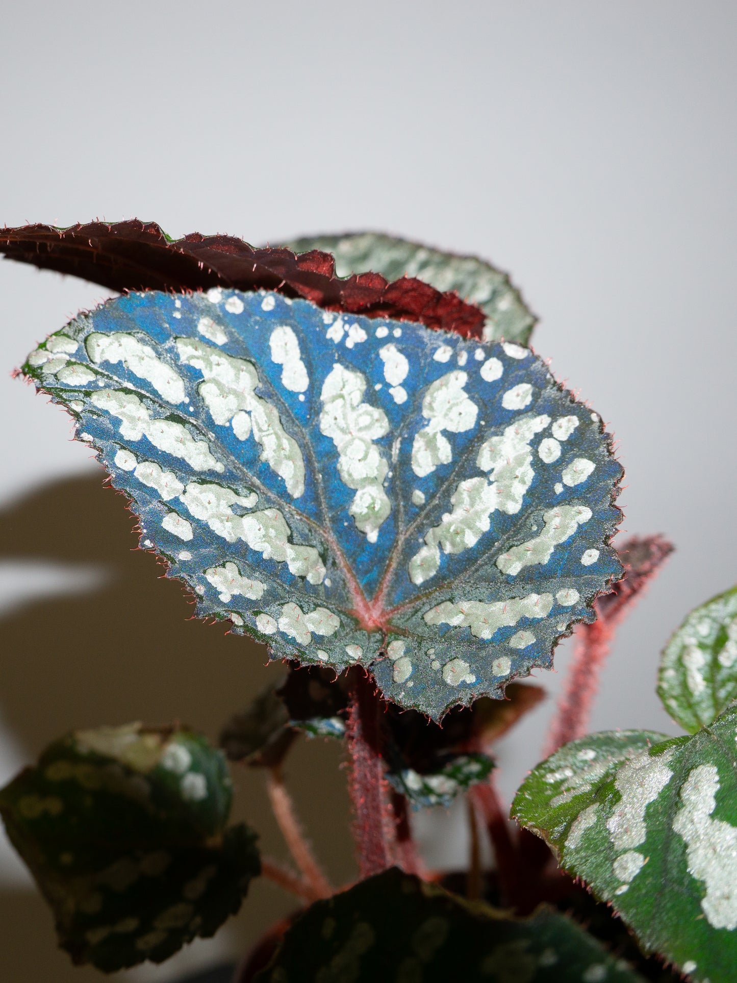Begonia 'Betsy Blue'  *Growers Choice*