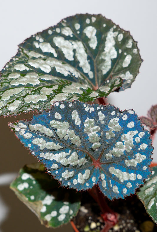 Begonia 'Betsy Blue'  *Growers Choice*