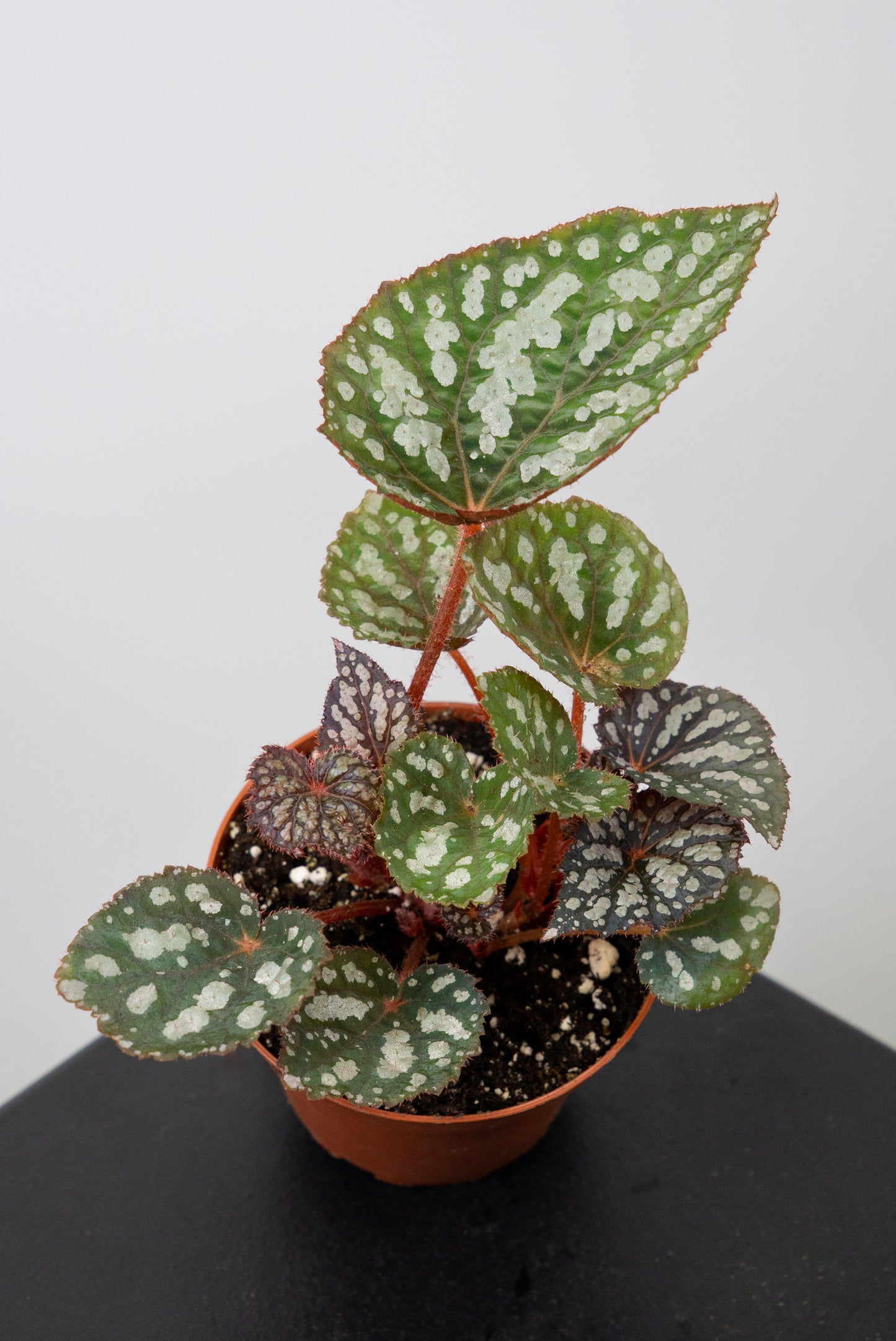 Begonia 'Betsy Blue'  *Growers Choice*