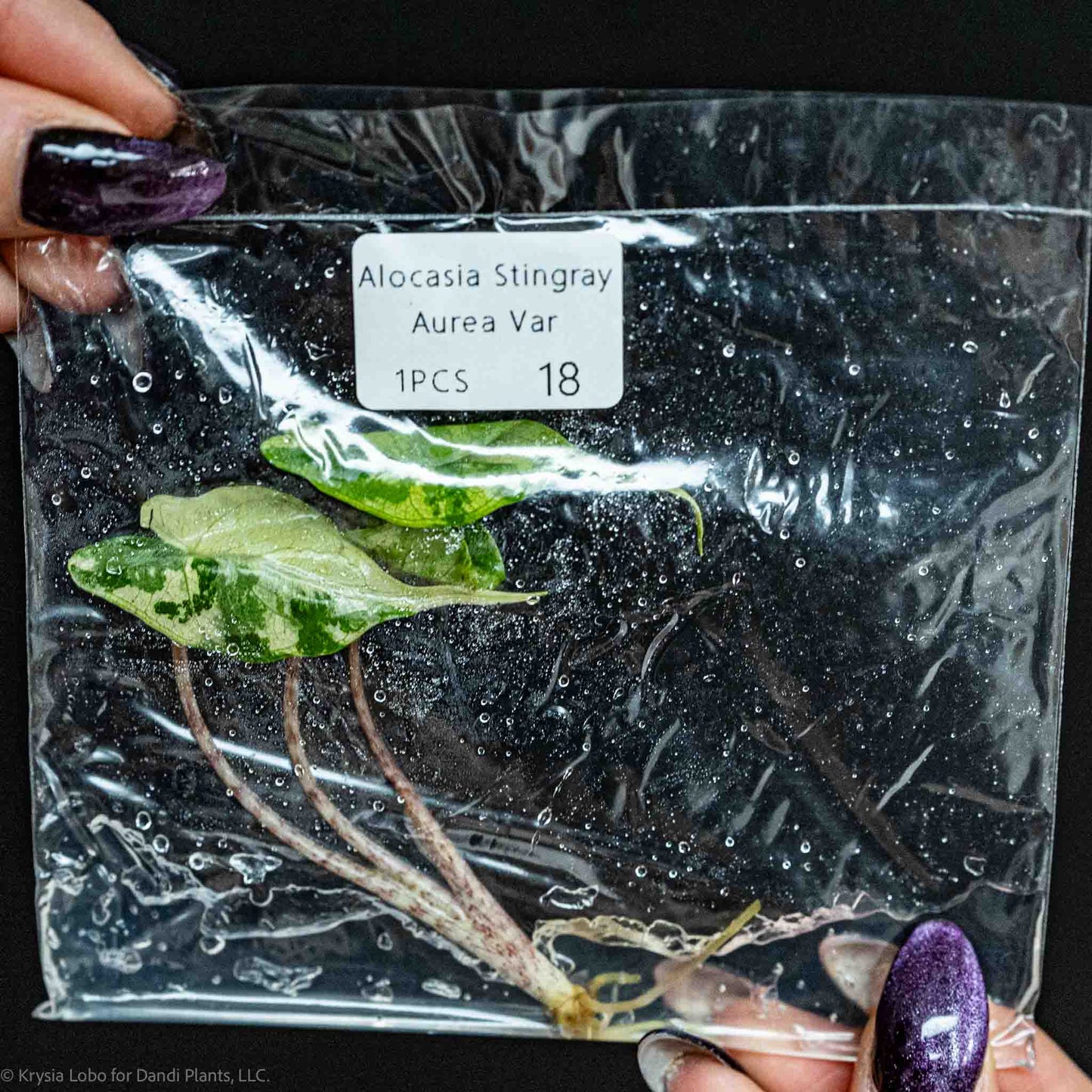 Alocasia Stingray Aurea Variegated Tissue Culture Plantlet (Seller's Choice)