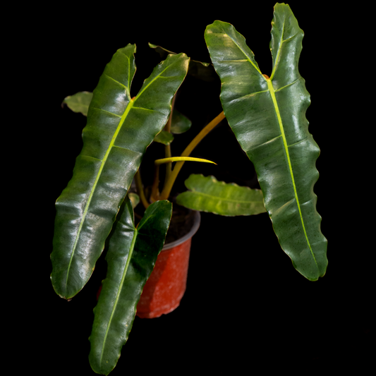 Philodendron billietiae 'Black'