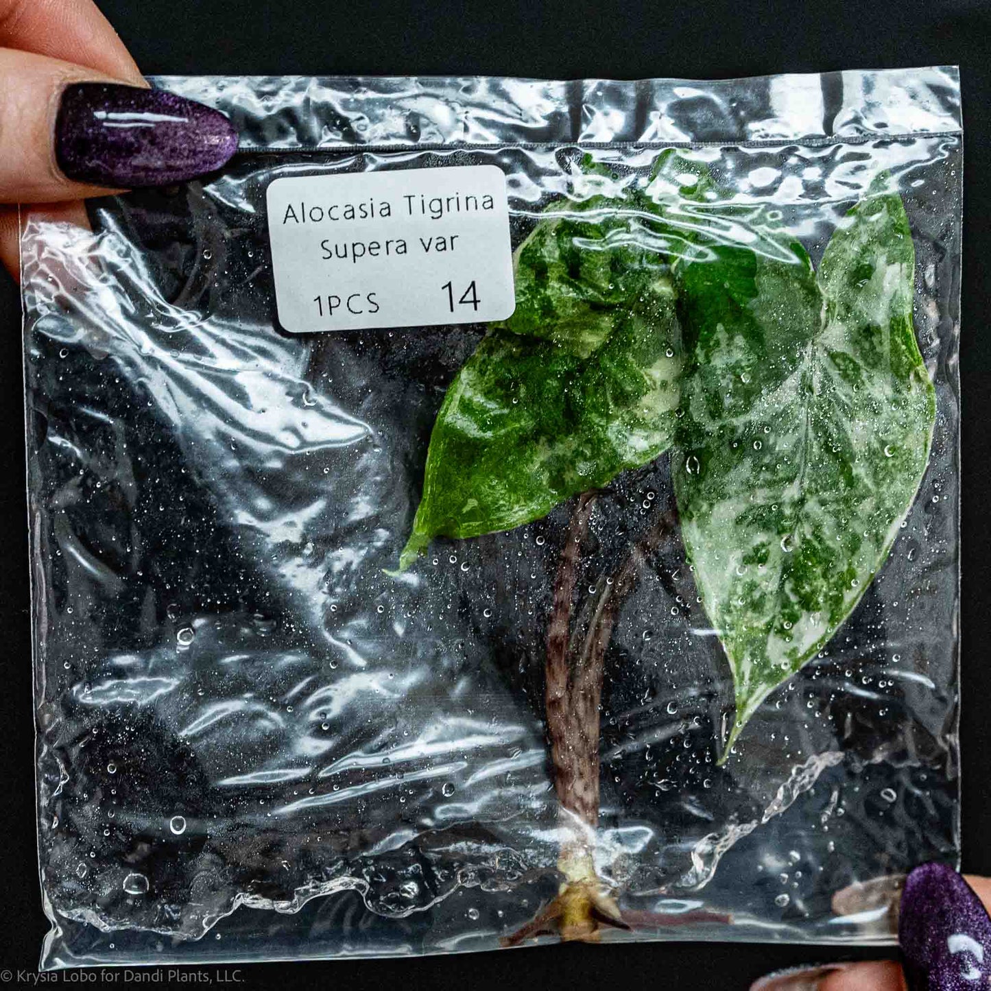 Alocasia Tigrina Superba Variegated Tissue Culture Plantlet (Seller's Choice)