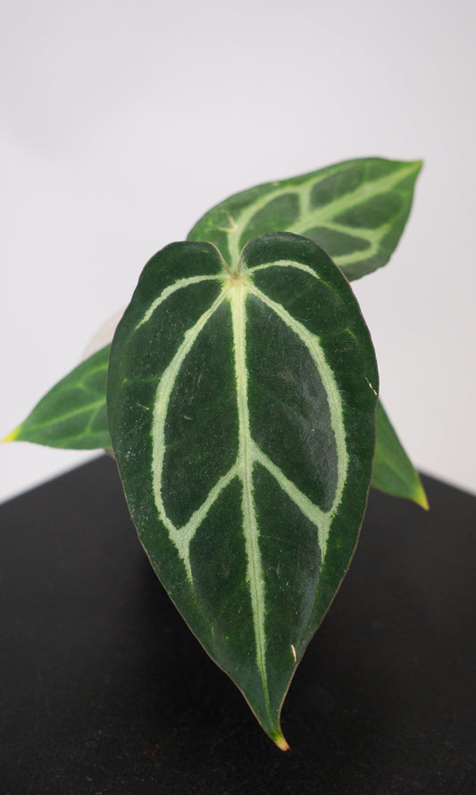 Anthurium Carla OG #4 x self (1808)
