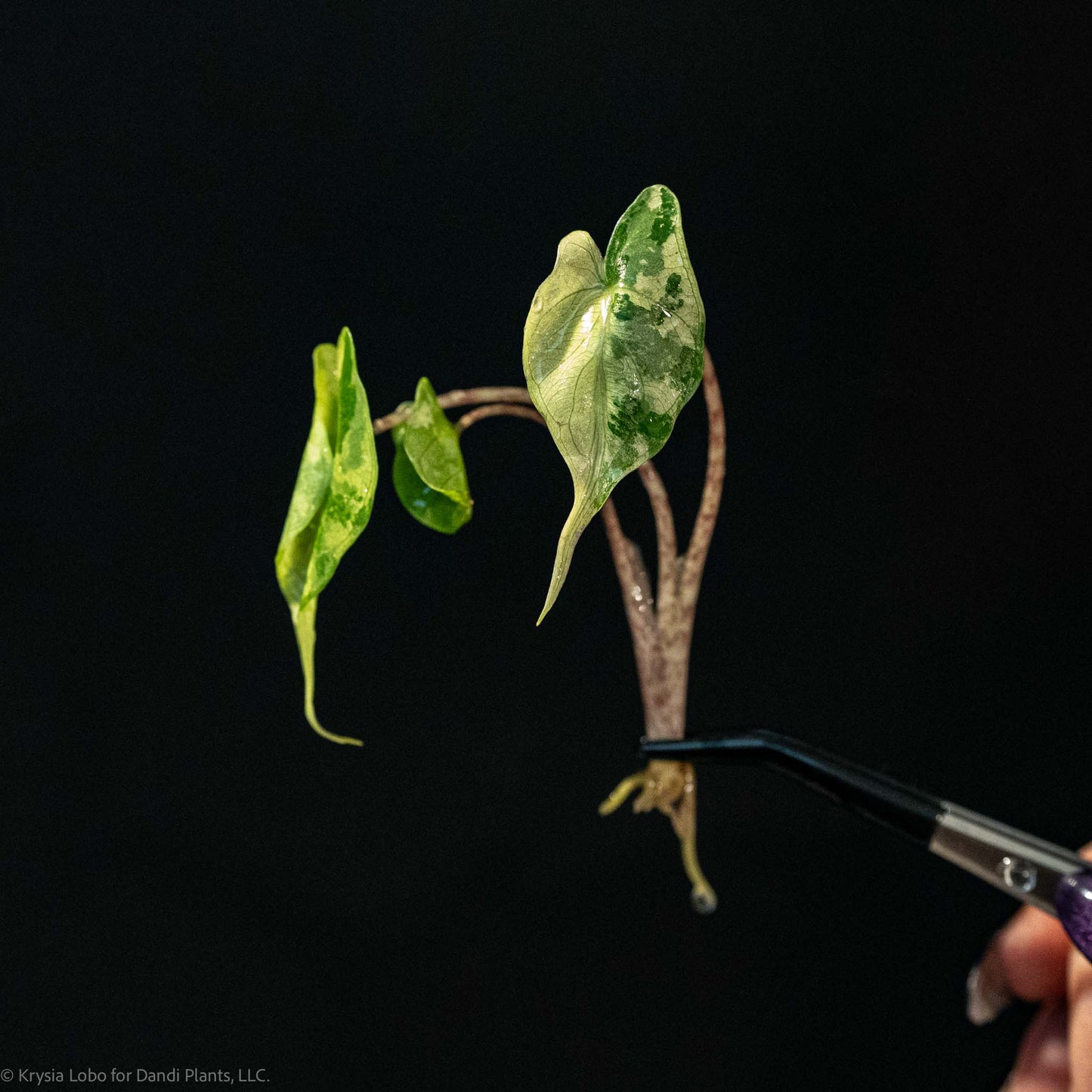 Alocasia Stingray Aurea Variegated Tissue Culture Plantlet (Seller's Choice)