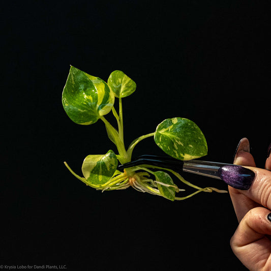 Philodendron Warscewiczii Aurea Culture Plantlet (Seller's Choice)