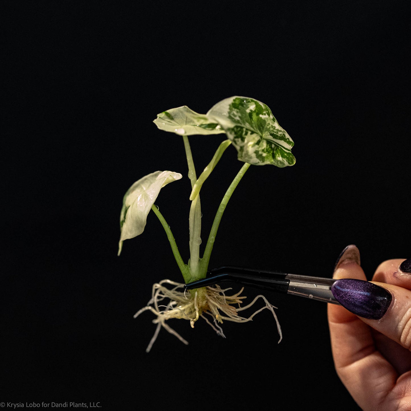 Alocasia 'Simpo' Albo Variegated Tissue Culture Plantlet (Seller's Choice)