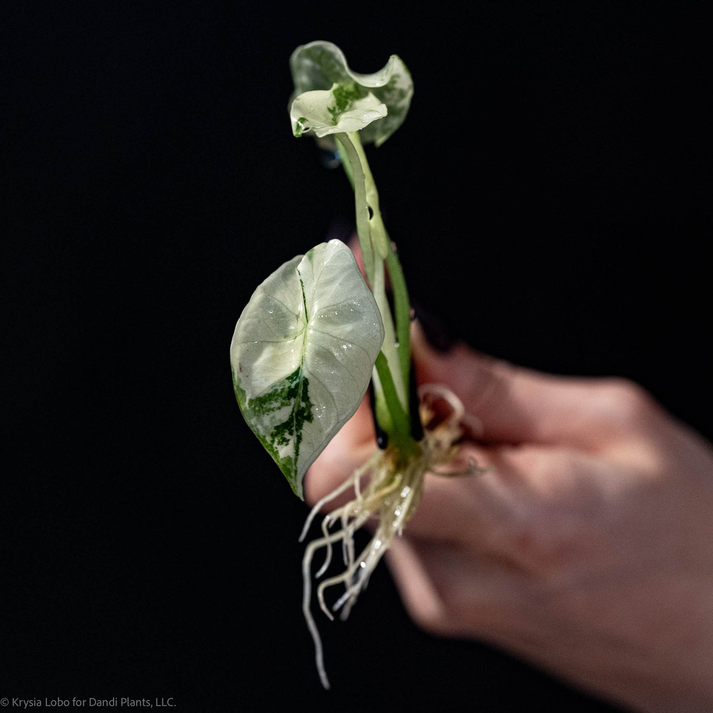 Alocasia 'Simpo' Albo Variegated Tissue Culture Plantlet (Seller's Choice)