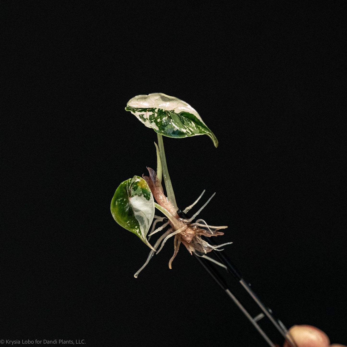 Alocasia Azlanii 'Red Mambo' Variegated Tissue Culture Plantlet (Seller's Choice)