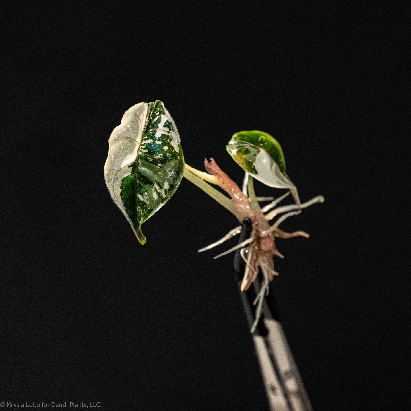 Alocasia Azlanii 'Red Mambo' Variegated Tissue Culture Plantlet (Seller's Choice)