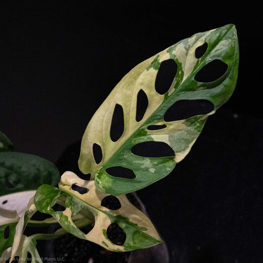 Monstera Adansonii Tricolor (Grower's Choice)