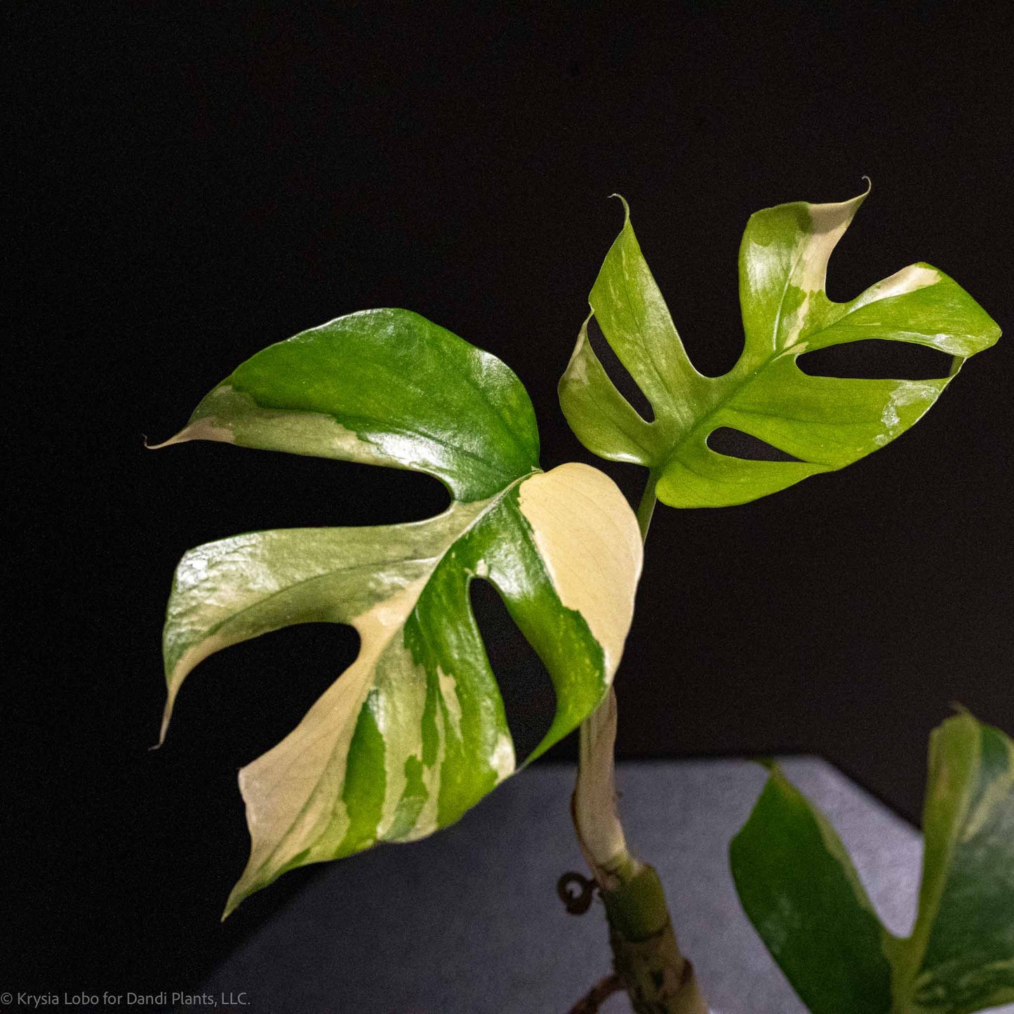 Rhaphidophora Tetrasperma 'Mini Monstera' Variegated (Grower's Choice)