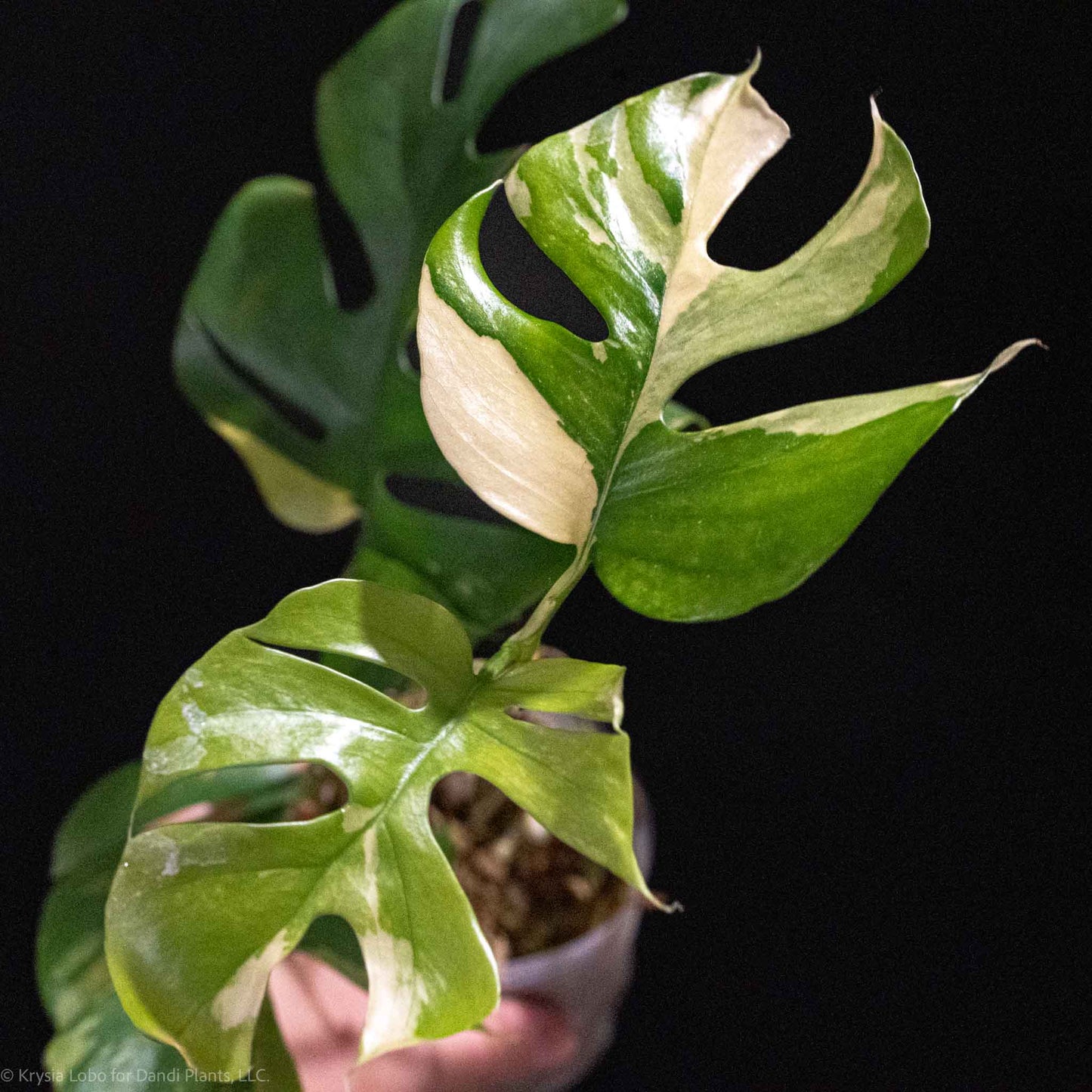 Rhaphidophora Tetrasperma 'Mini Monstera' Variegated (Grower's Choice)