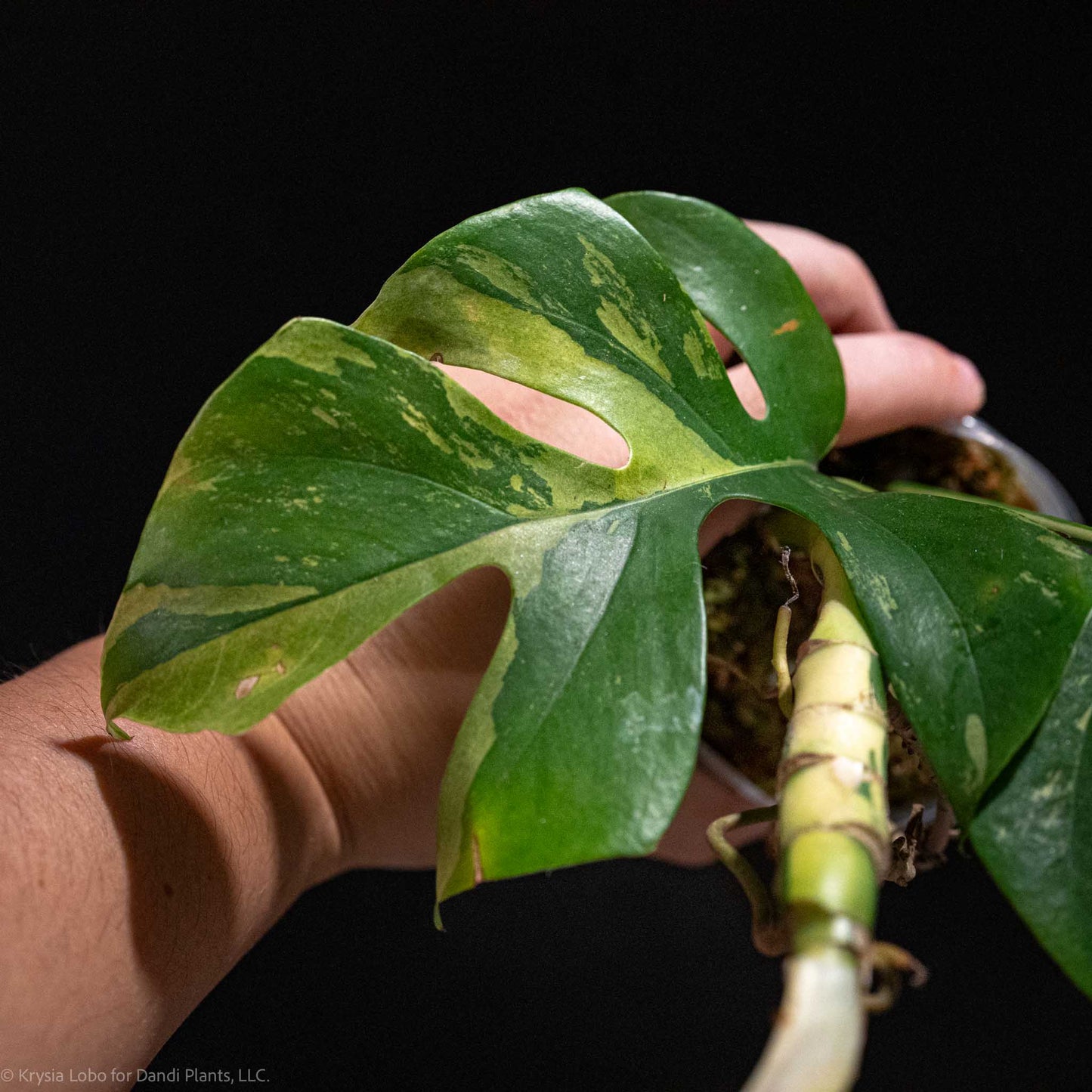 Rhaphidophora Tetrasperma 'Mini Monstera' Variegated (Grower's Choice)