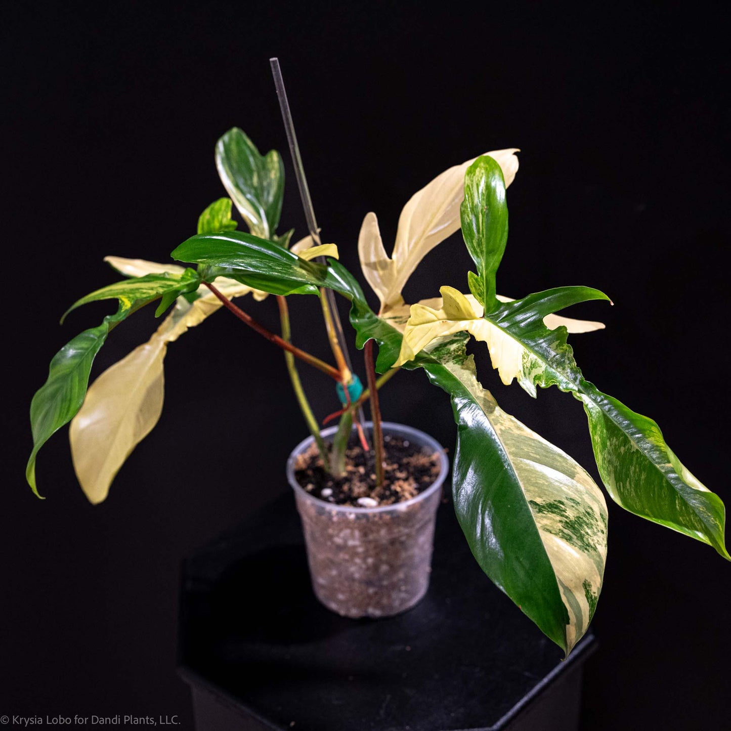 Philodendron Florida Beauty Variegated (Grower's Choice)