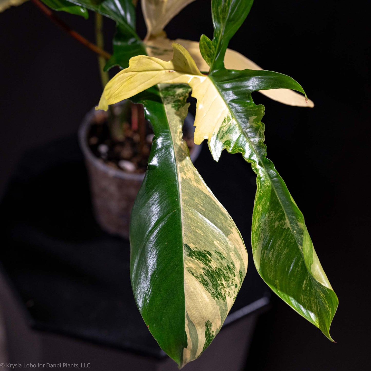 Philodendron Florida Beauty Variegated (Grower's Choice)