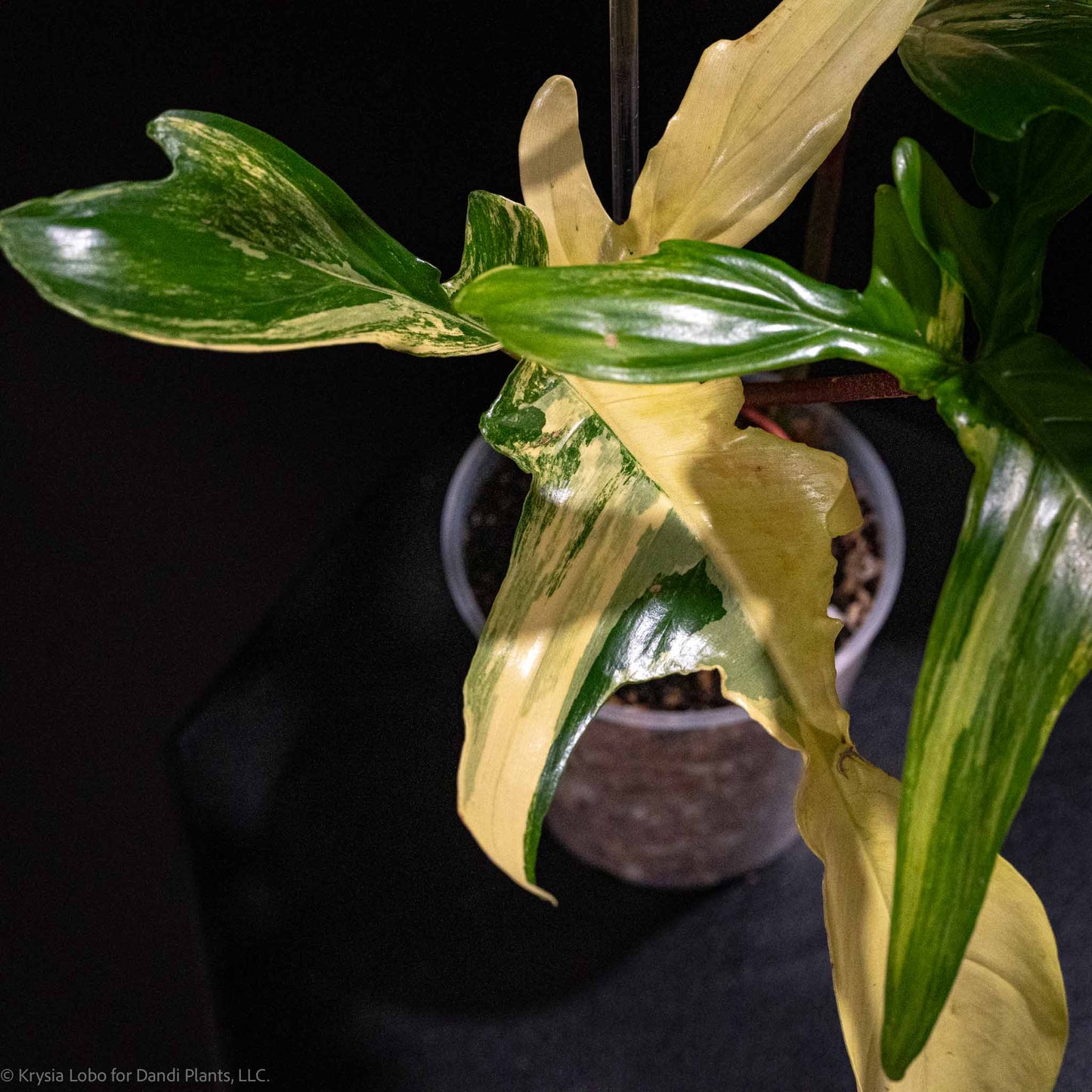 Philodendron Florida Beauty Variegated (Grower's Choice)