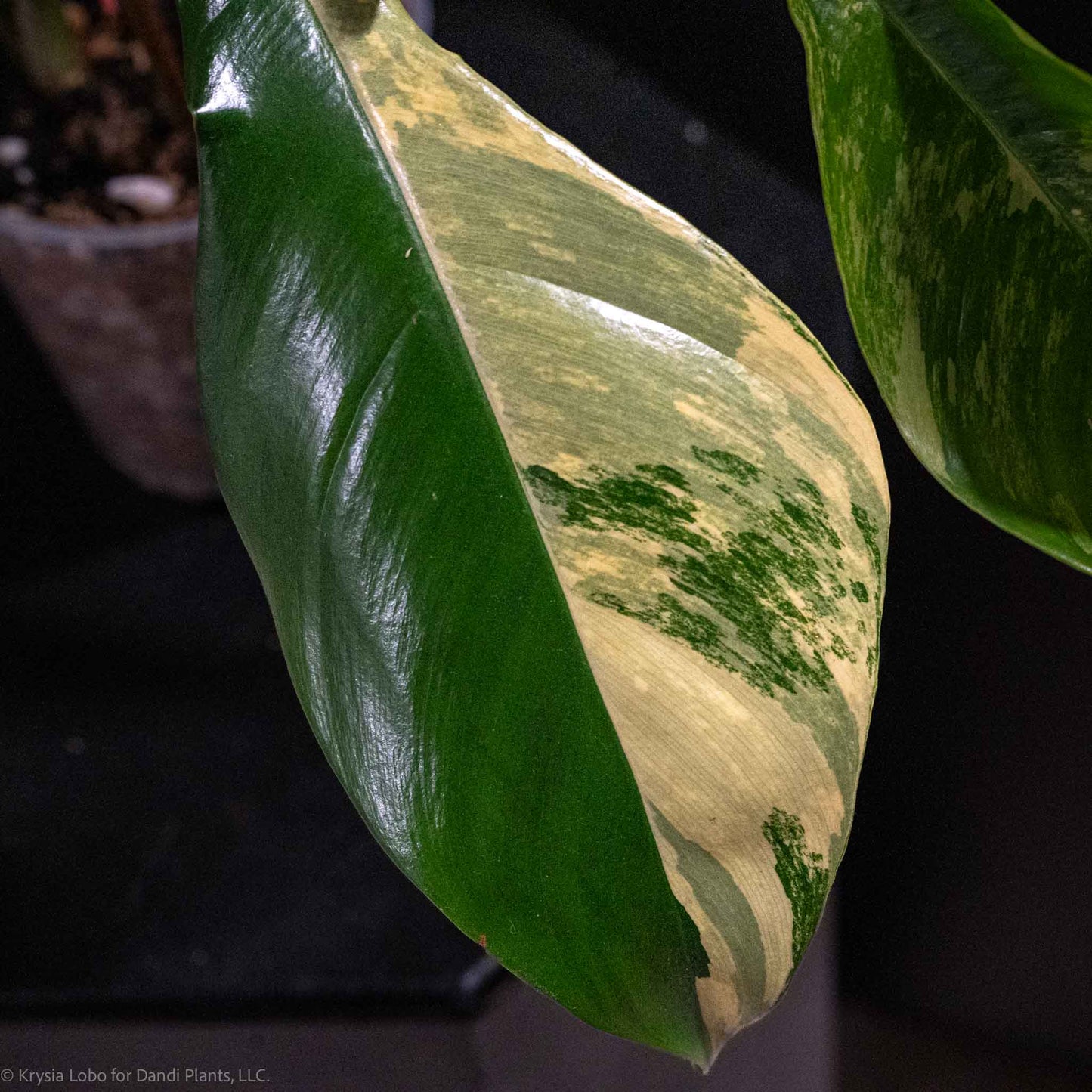 Philodendron Florida Beauty Variegated (Grower's Choice)