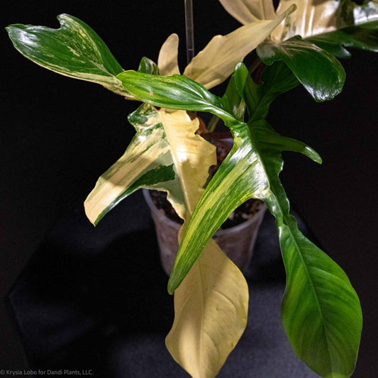 Philodendron Florida Beauty Variegated (Grower's Choice)