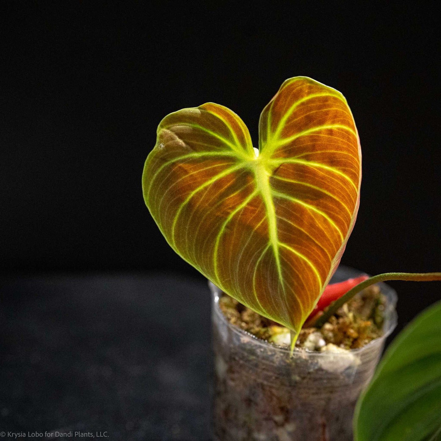 Philodendron 'El Choco Red' (Grower's Choice)