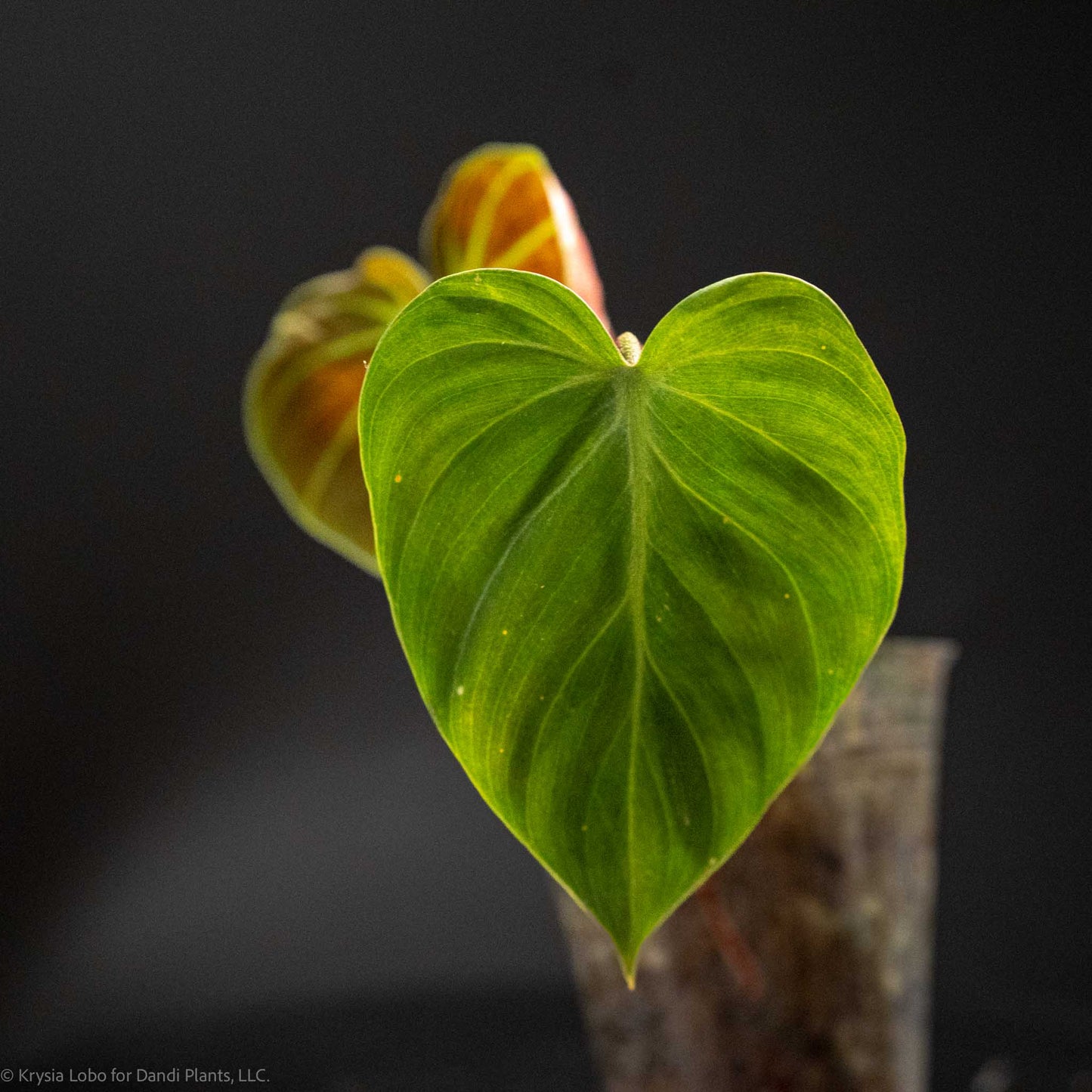 Philodendron 'El Choco Red' (Grower's Choice)