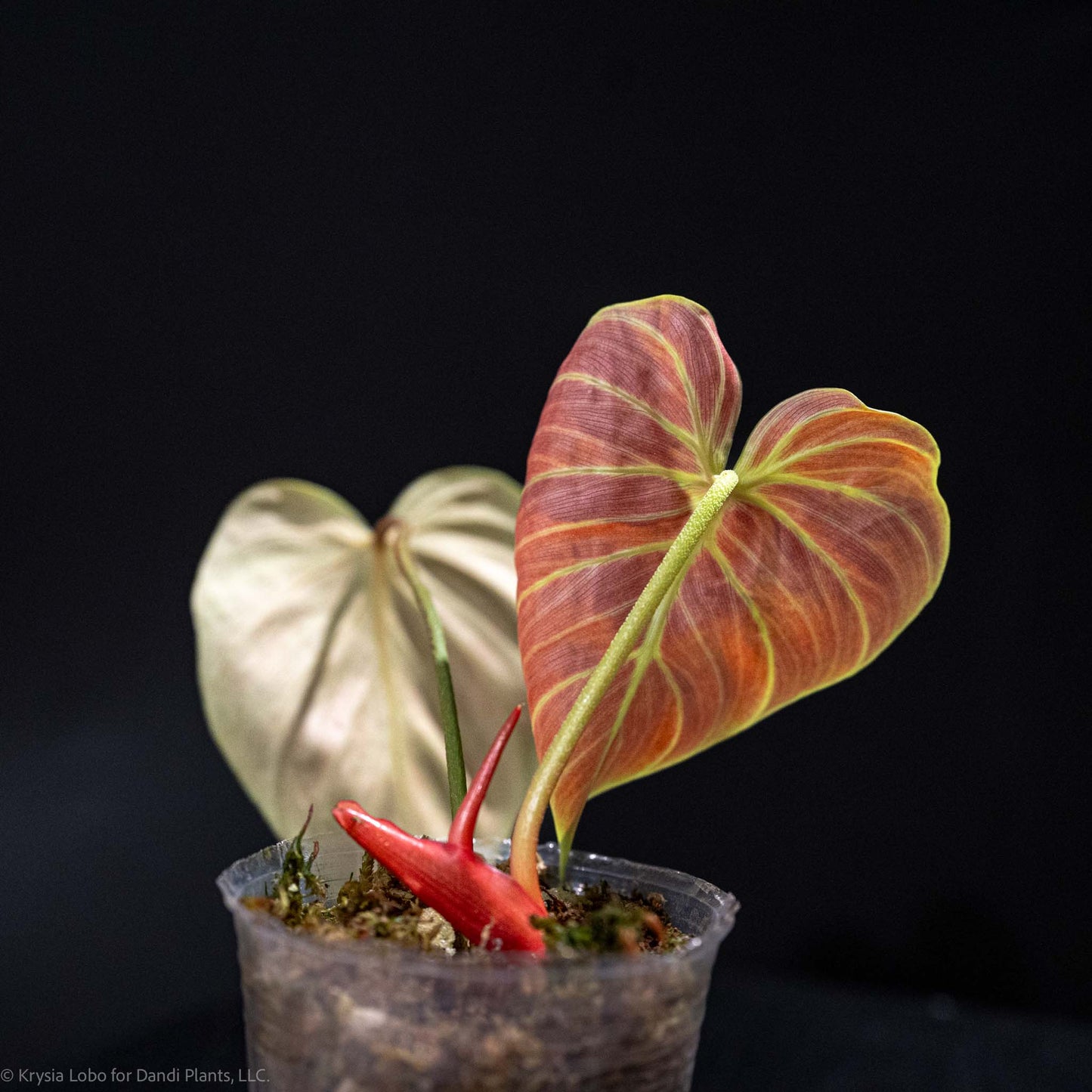 Philodendron 'El Choco Red' (Grower's Choice)