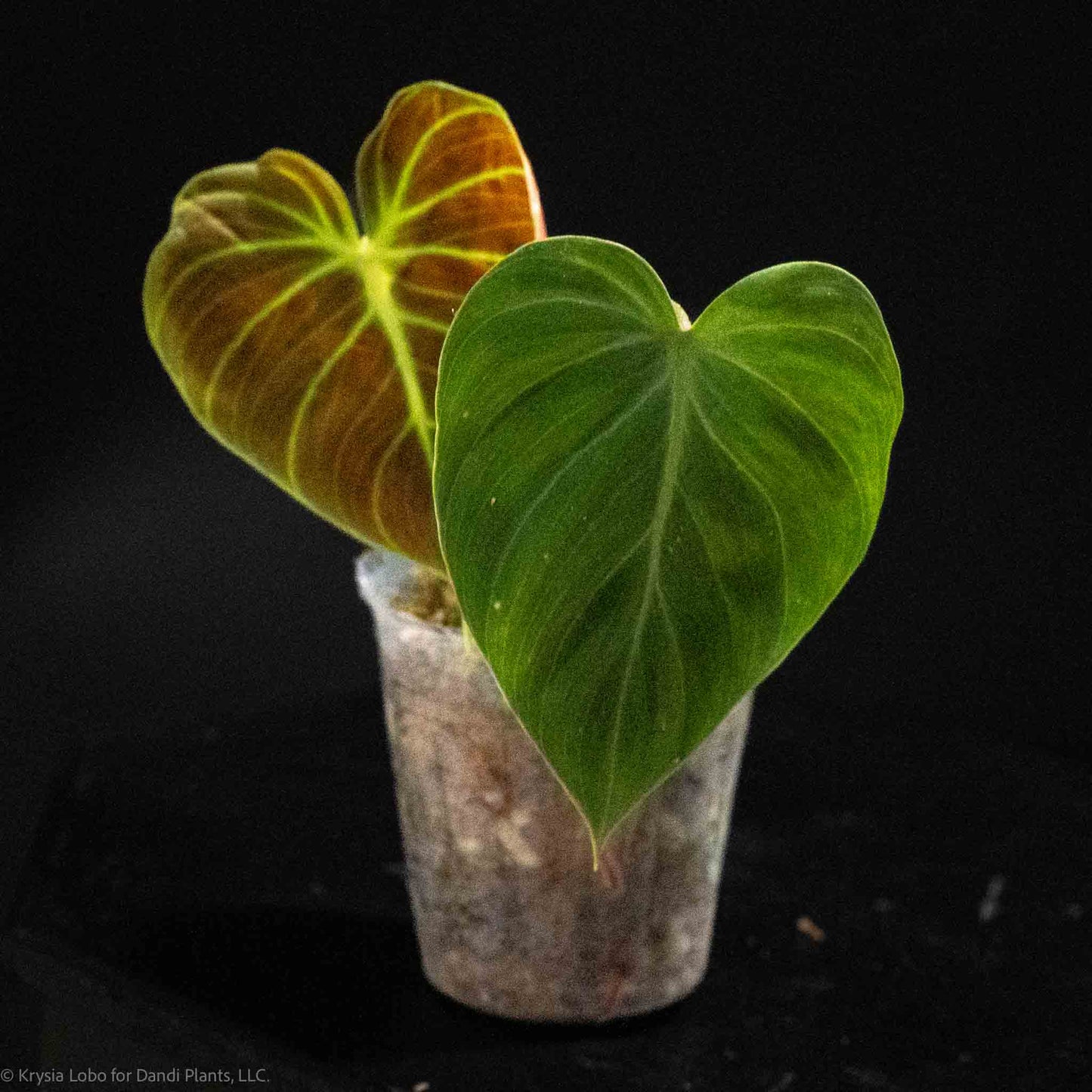 Philodendron 'El Choco Red' (Grower's Choice)