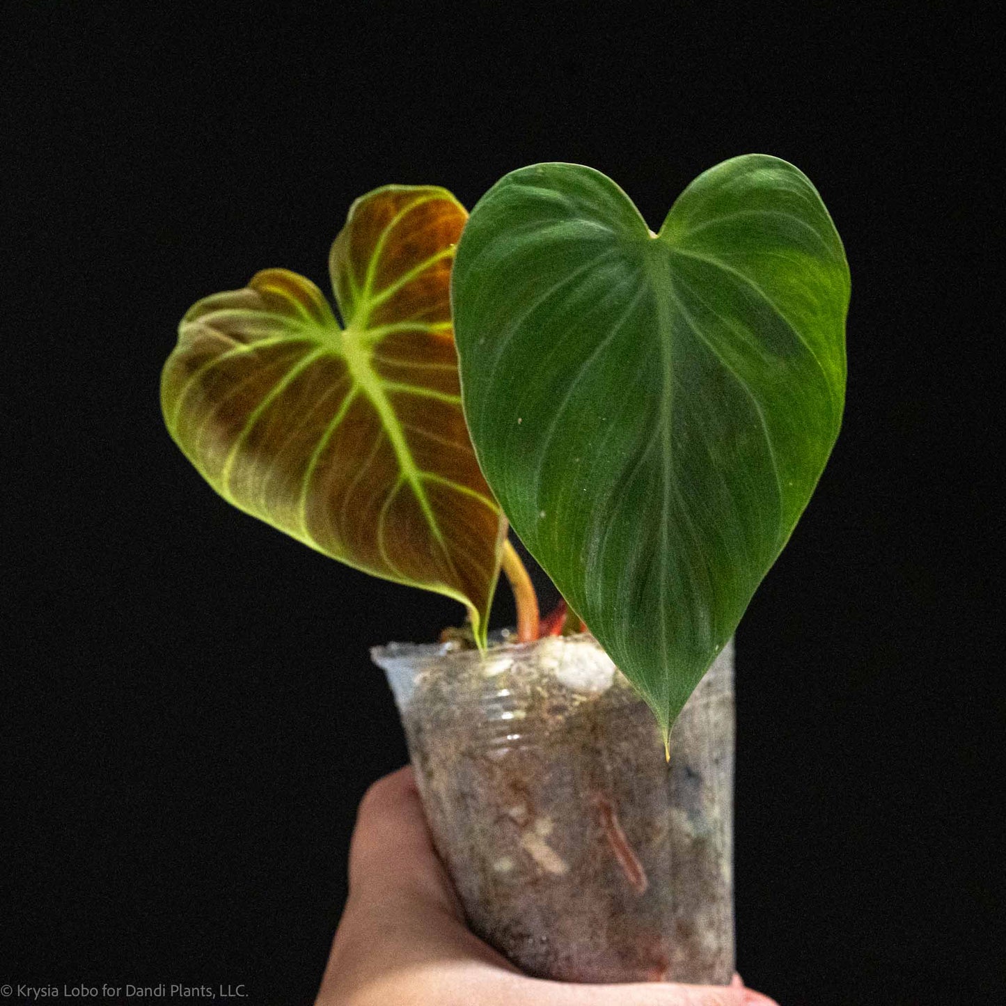 Philodendron 'El Choco Red' (Grower's Choice)