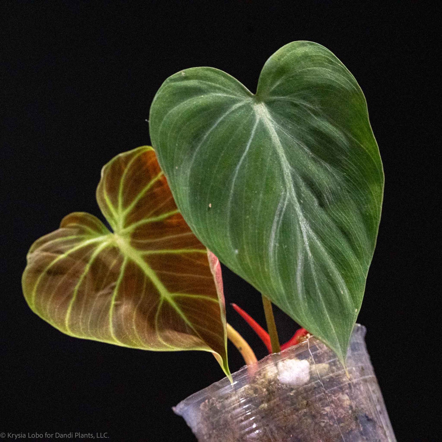 Philodendron 'El Choco Red' (Grower's Choice)