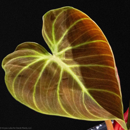 Philodendron 'El Choco Red' (Grower's Choice)