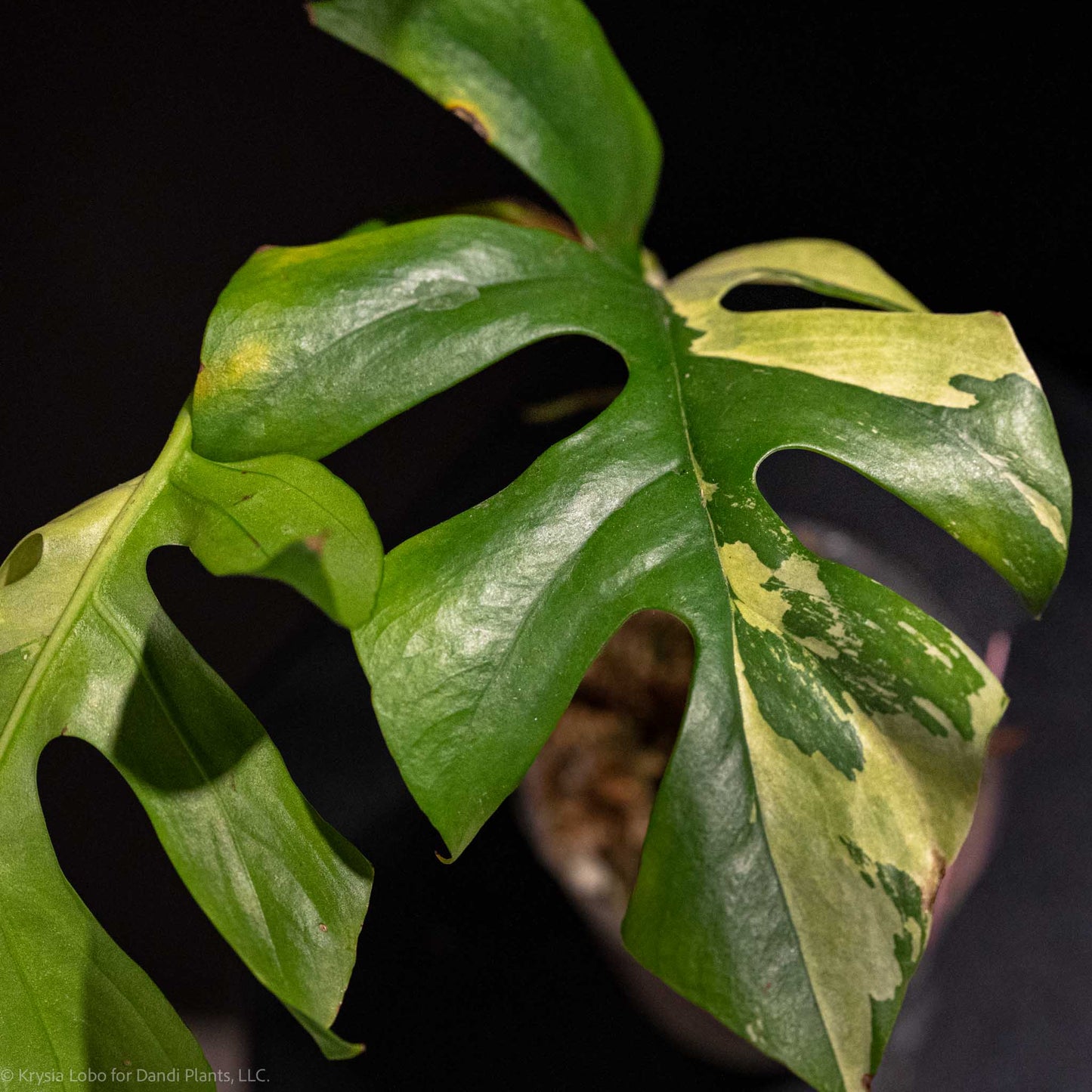 Rhaphidophora Tetrasperma 'Mini Monstera' Variegated (Grower's Choice)