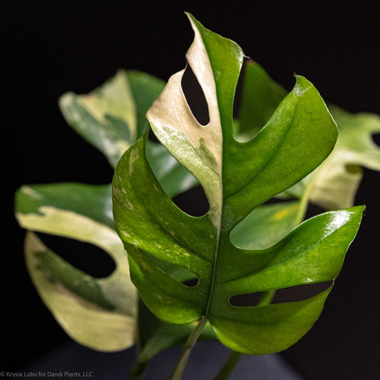 Rhaphidophora Tetrasperma 'Mini Monstera' Variegated (Grower's Choice)