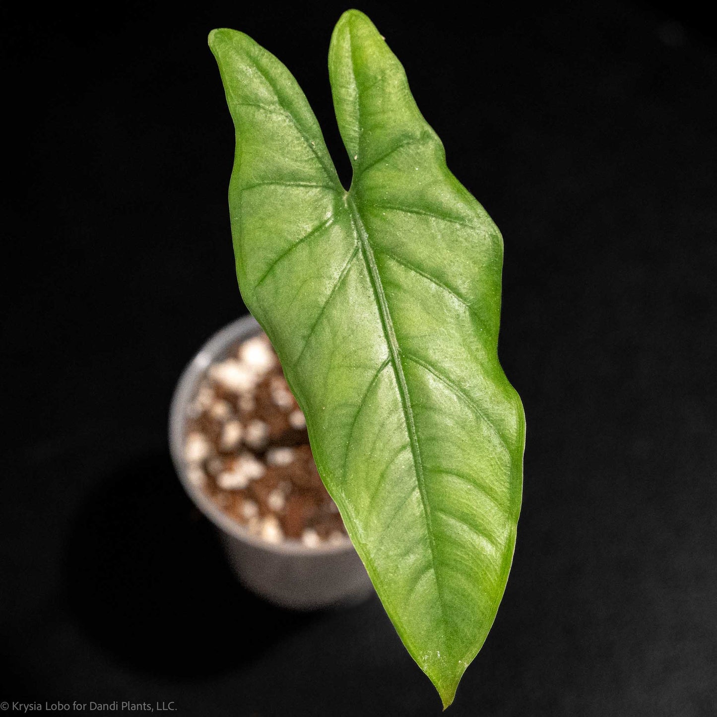 Alocasia 'Dragon's Breath' Starter (Grower's Choice)