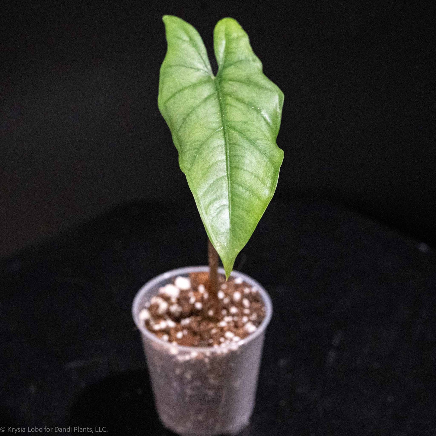 Alocasia 'Dragon's Breath' Starter (Grower's Choice)