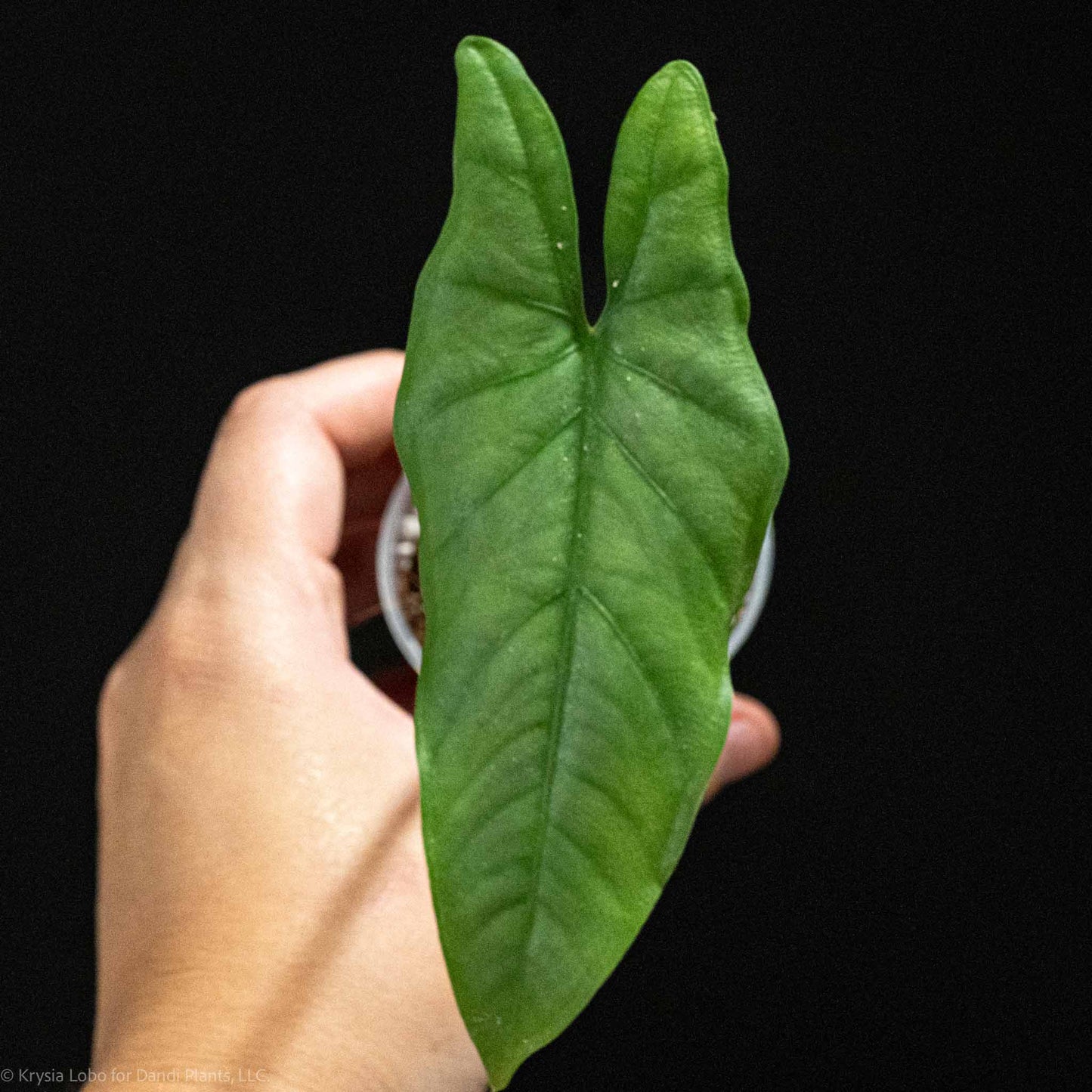 Alocasia 'Dragon's Breath' Starter (Grower's Choice)