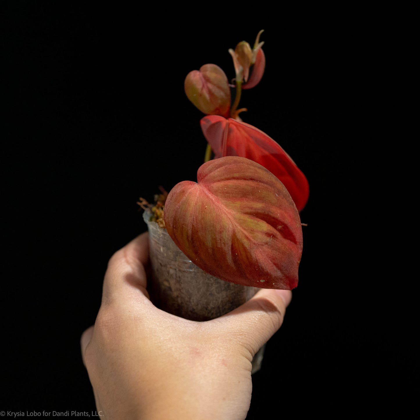 Philodendron 'Philippines Pink' Micans (SD48-01)