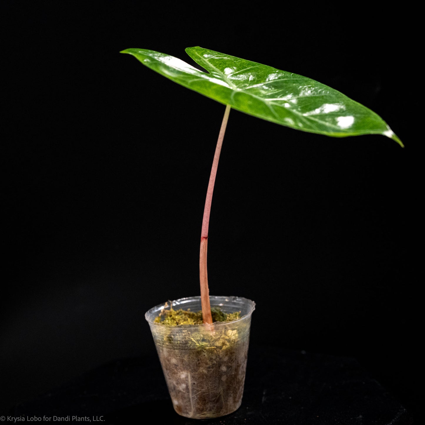 Alocasia 'Pink Dragon' Aurea Variegated (Grower's Choice)