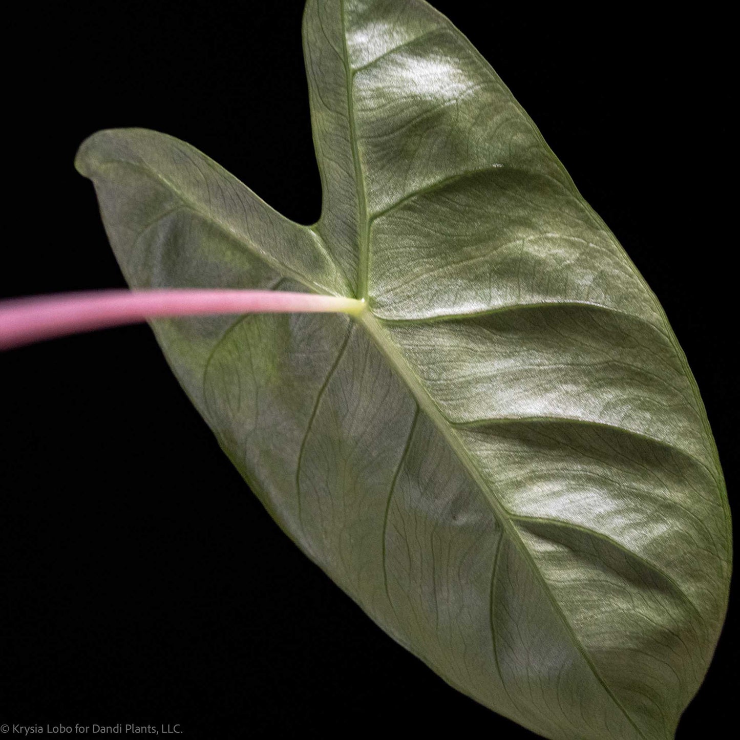 Alocasia 'Pink Dragon' Aurea Variegated (Grower's Choice)