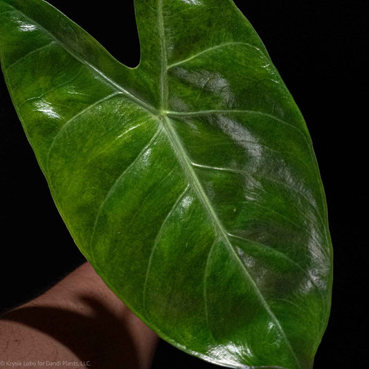 Alocasia 'Pink Dragon' Aurea Variegated (Grower's Choice)