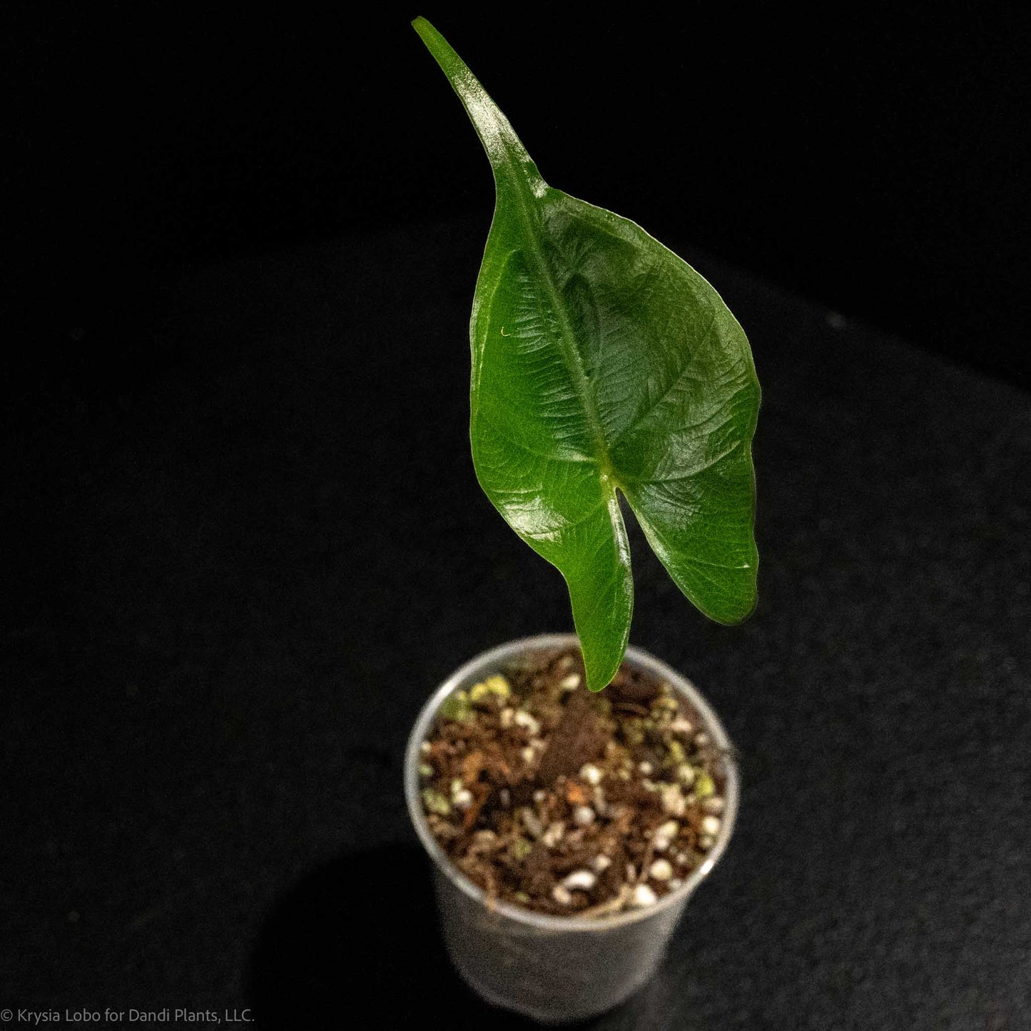 Alocasia Stingray Starter (Grower's Choice)