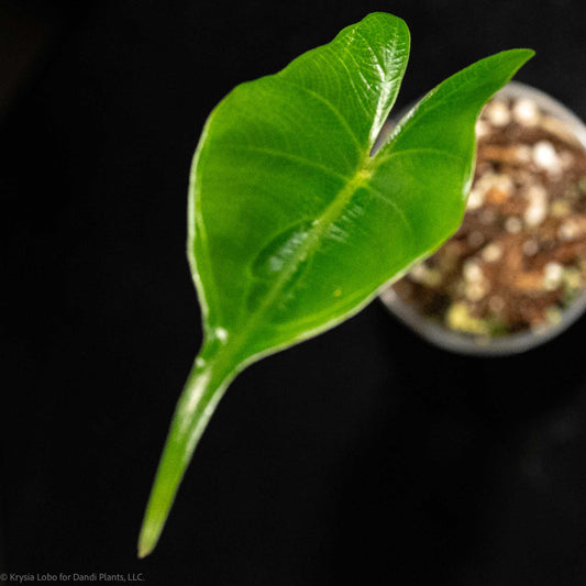 Alocasia Stingray Starter (Grower's Choice)