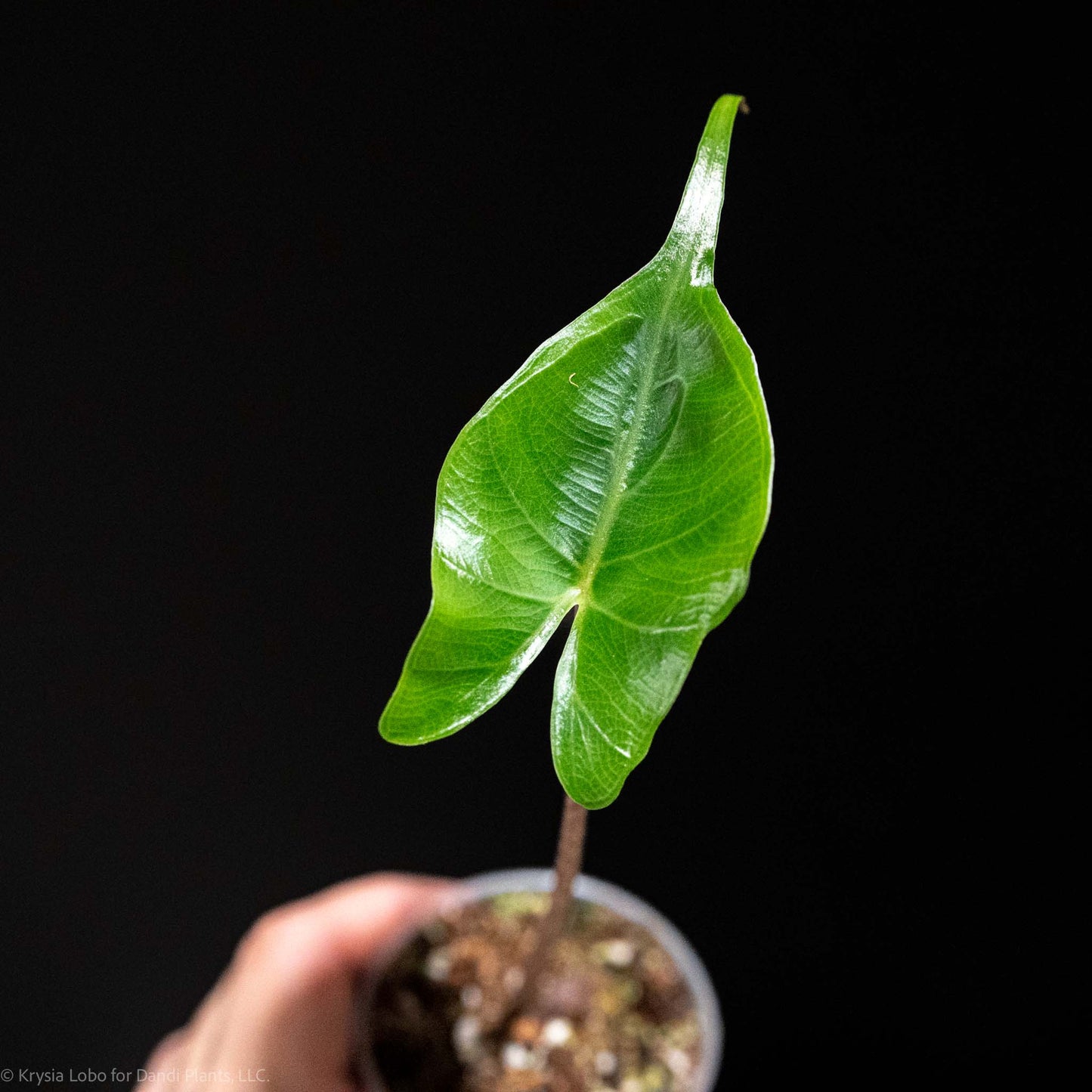 Alocasia Stingray Starter (Grower's Choice)