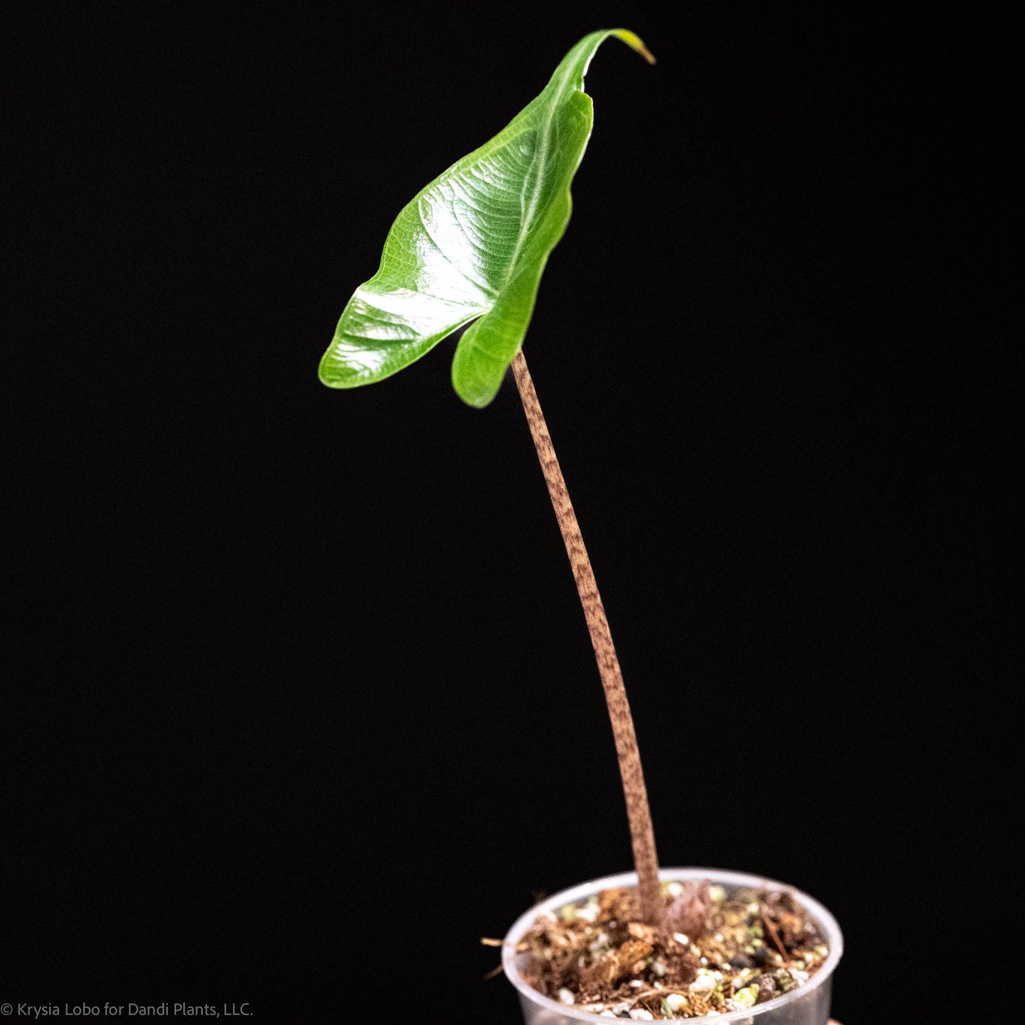 Alocasia Stingray Starter (Grower's Choice)