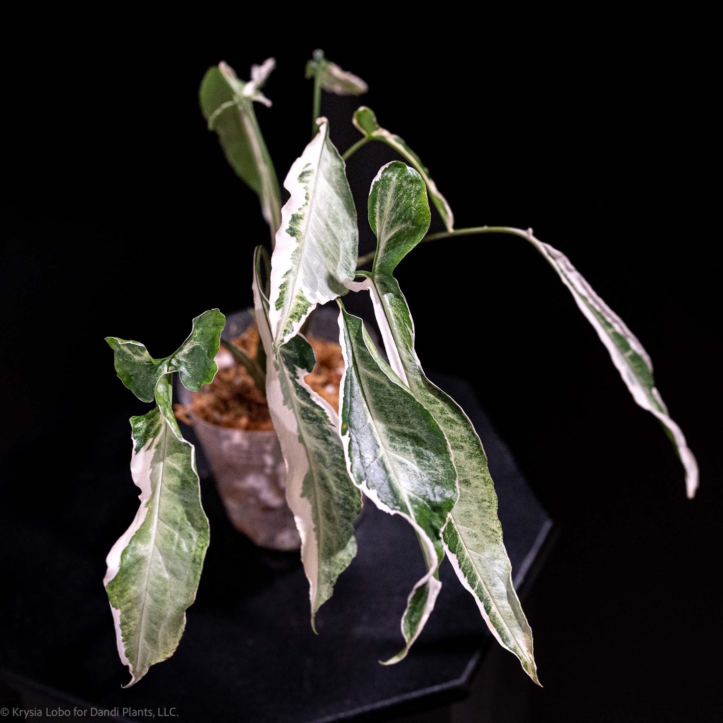 Syngonium 'Starlite' Variegated (Grower's Choice)