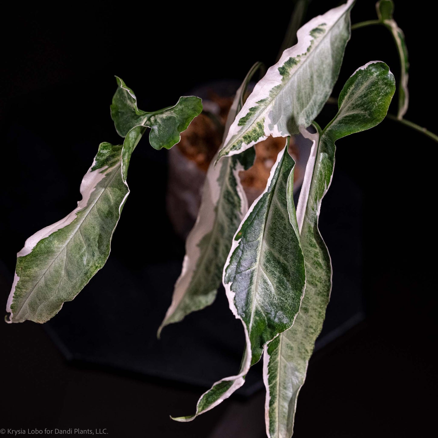 Syngonium 'Starlite' Variegated (Grower's Choice)