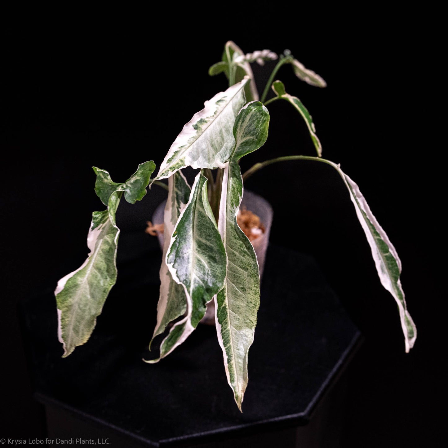 Syngonium 'Starlite' Variegated (Grower's Choice)