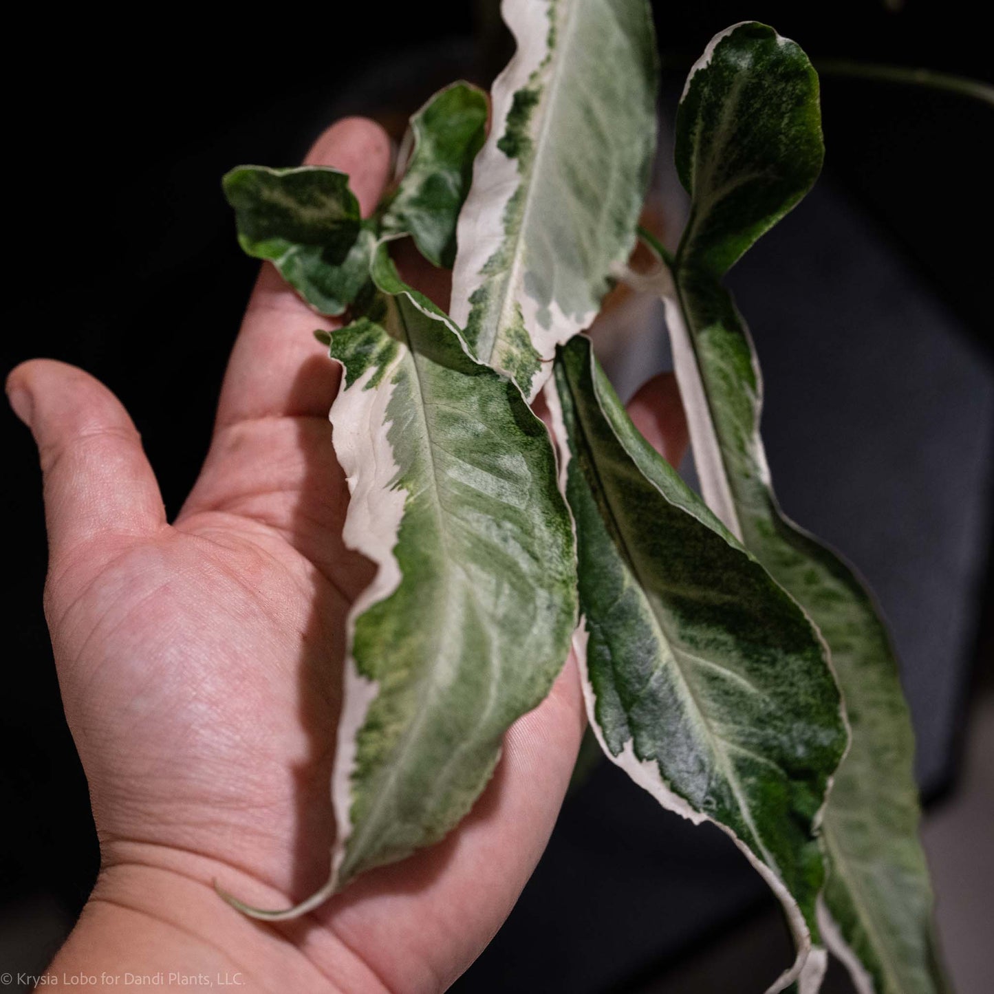 Syngonium 'Starlite' Variegated (Grower's Choice)