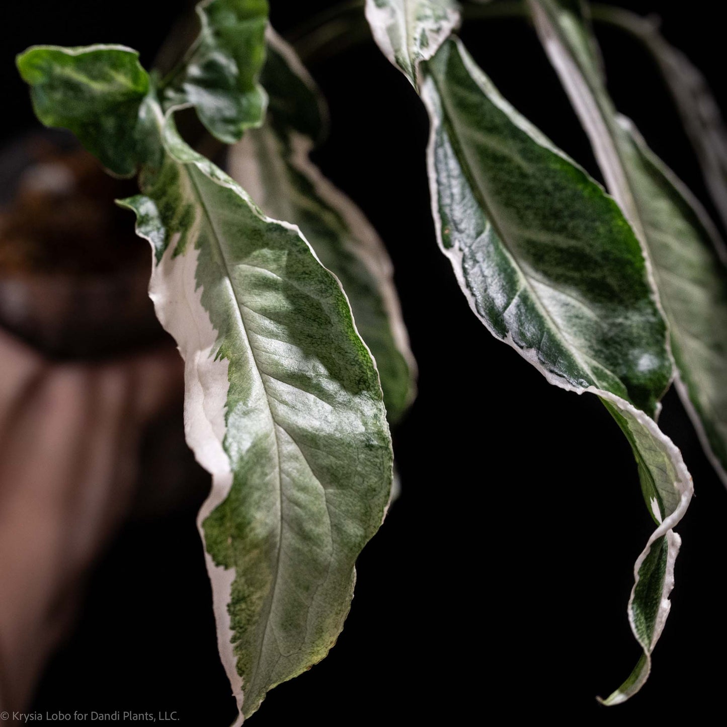 Syngonium 'Starlite' Variegated (Grower's Choice)