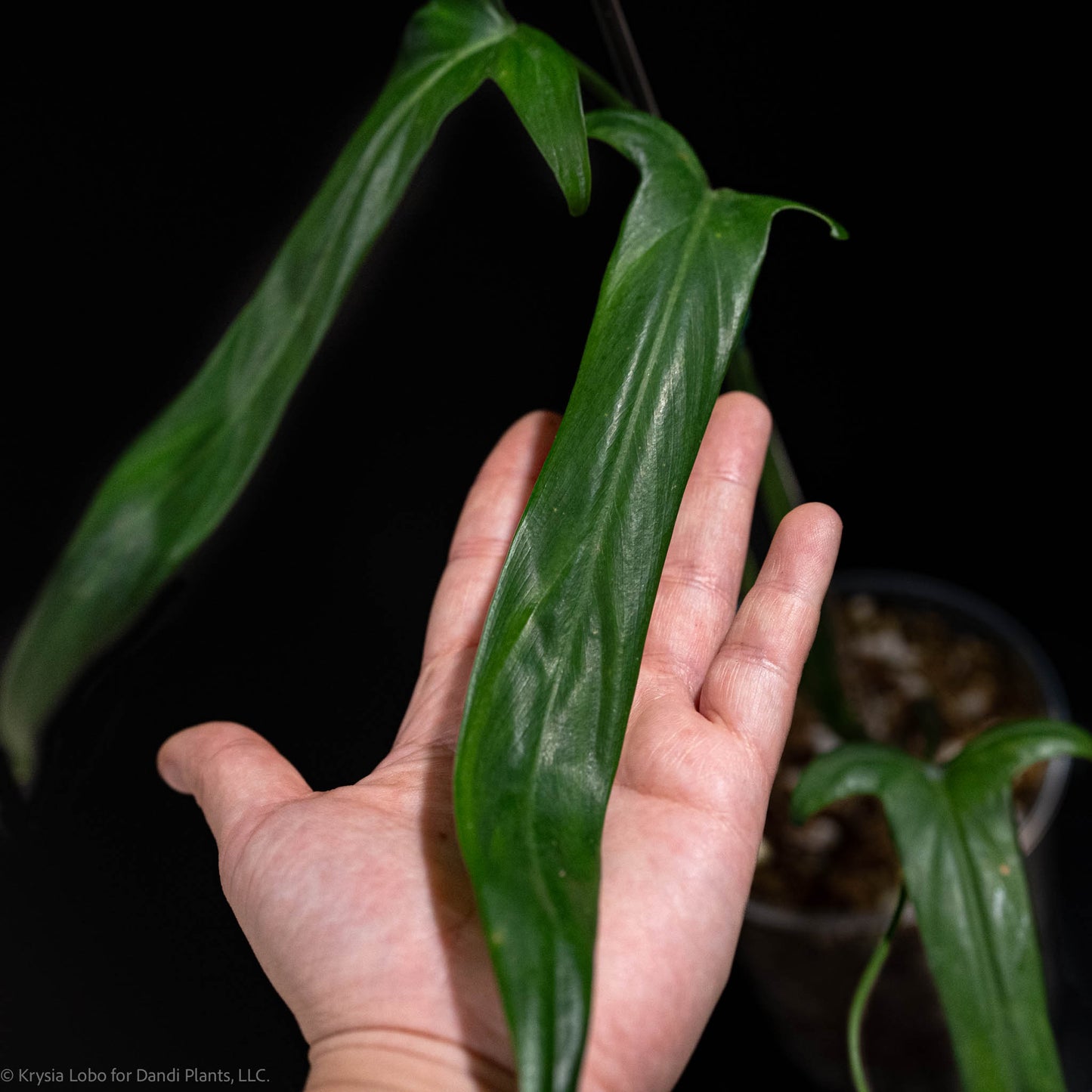 Philodendron Holtoniatum (Grower's Choice)