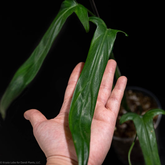 Philodendron Holtoniatum (Grower's Choice)